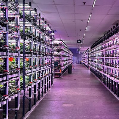 shelves of plants in a room with purple lights